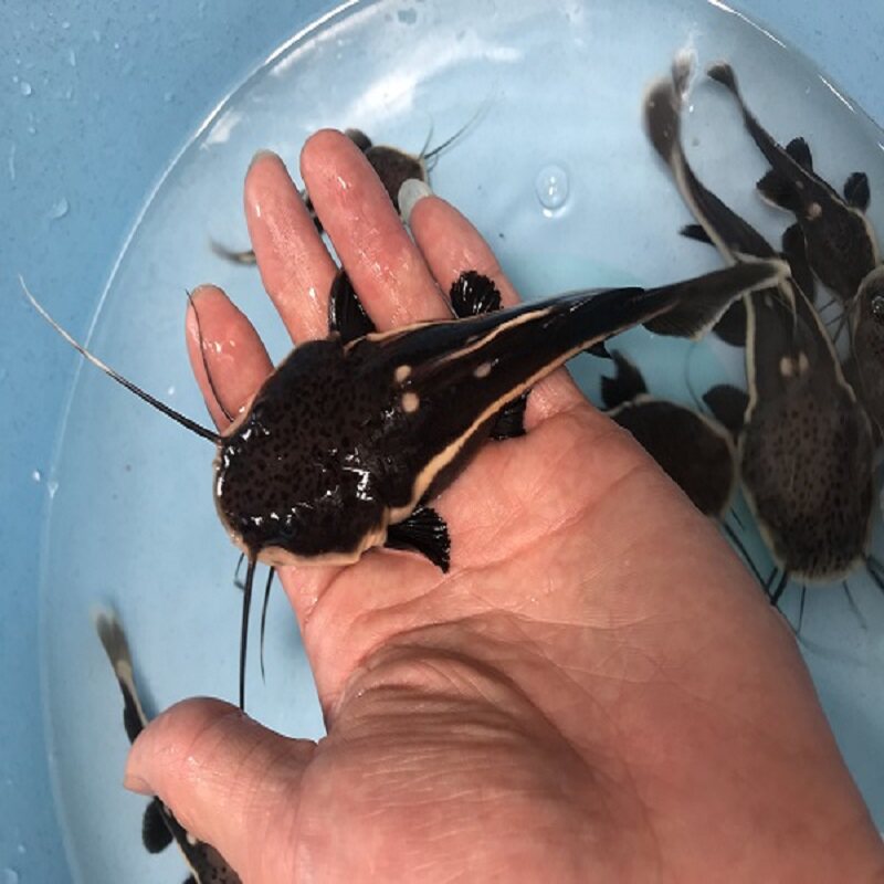 招财猫鱼狗仔g鲸红尾鲶鱼清洁黄金猫热带鱼大型观赏鱼龙鱼