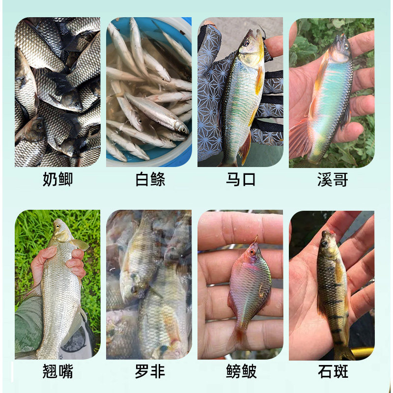现货溪流微物马口白条台钓竿w罗非翘嘴奶鲫鳑鲏溪哥鲤鱼垂钓迷你