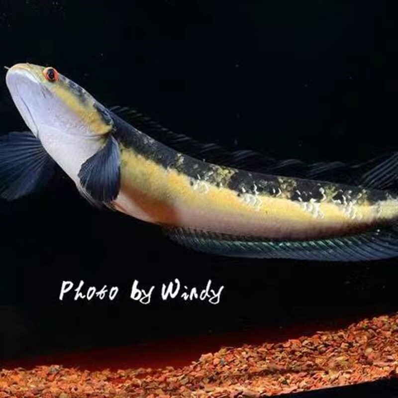 大铅笔鱼活电龙小l盾鳢多曼大型凶猛肉食红龙热带观赏鱼鱼苗