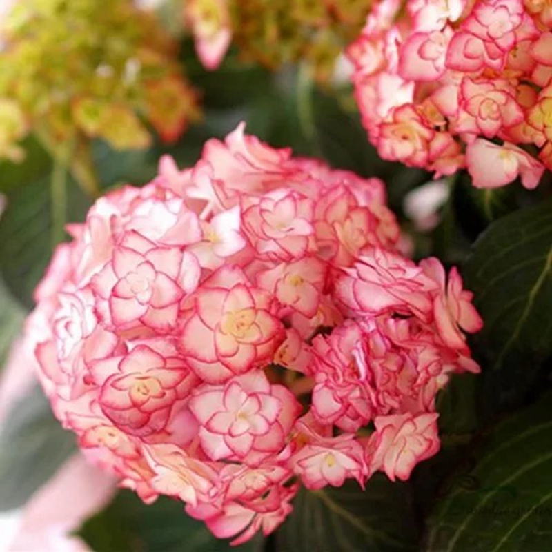 纱织小姐绣球花大苗重瓣大花阳台盆栽绿植庭院花园植物绣球花老桩