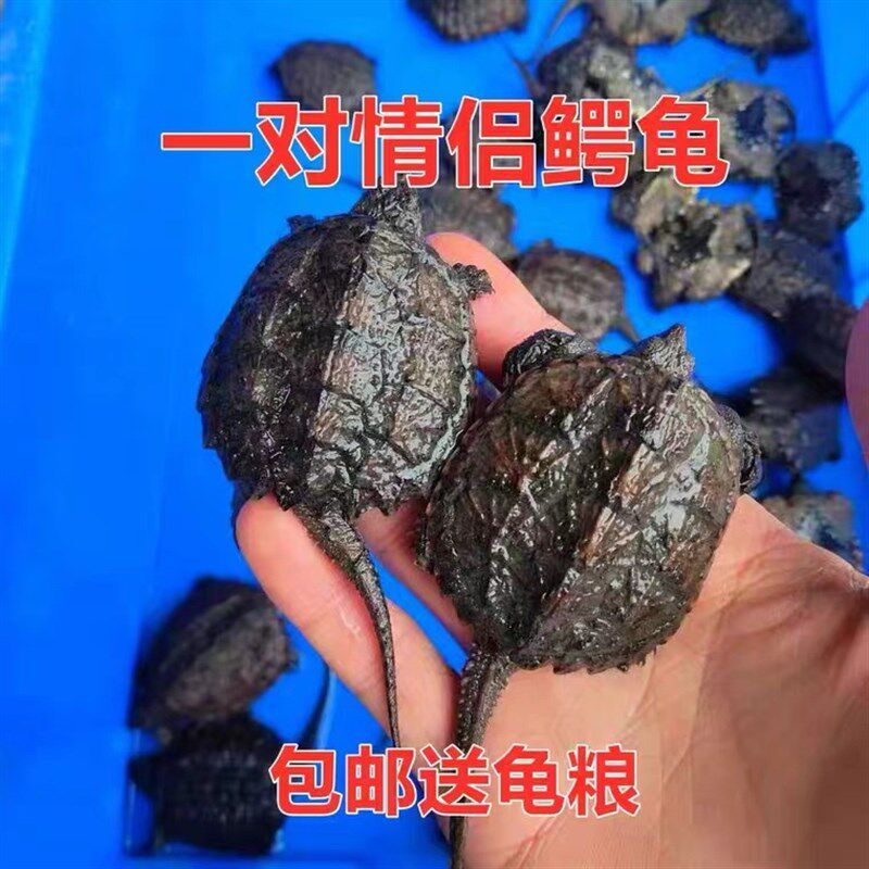 工厂销鳄龟e苗公母一对 大鳄龟真鳄龟苗鳄龟2斤鳄龟纯佛爆刺王观