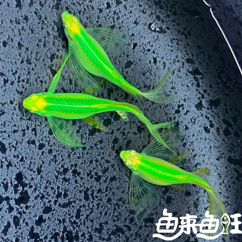 新品大号长鳍大帆蝶翼长尾斑马鱼群游小型观赏鱼不打氧热带淡水冷