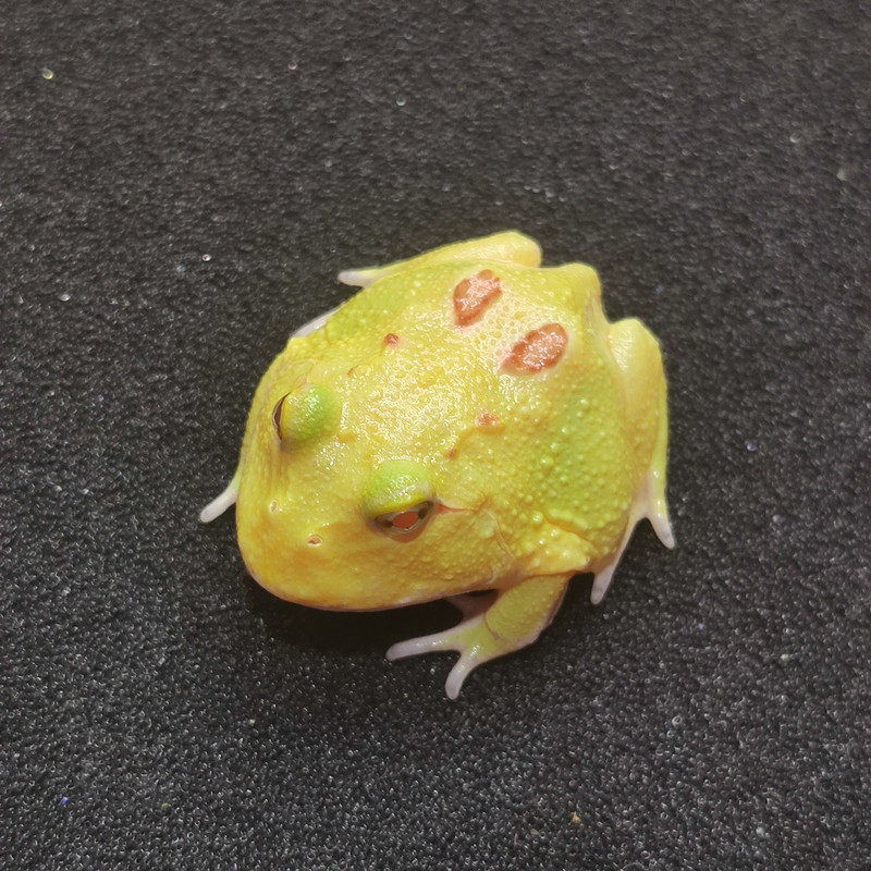 推荐霸王角蛙小丑蛙角蛙蝌蚪黄金角蛙钟角蛙南瓜蝴蝶角蛙青蛙活物