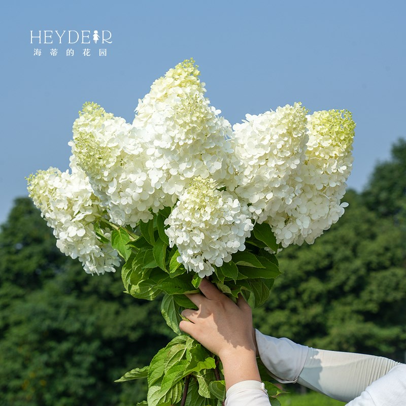 海蒂的花园圆锥绣球莫吉托新品阳台植物耐热耐寒好养庭院花卉盆栽