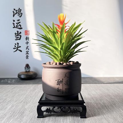 新鸿运当头盆栽室内植物s新中式桌面摆件凤梨盆景防辐射电脑宝贝