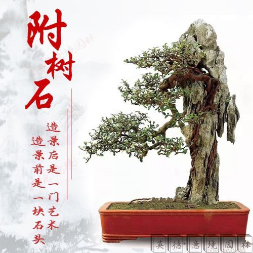 厂家英德石附石开槽附石盆景石头天然英德石条形原石榆树盆景树抱