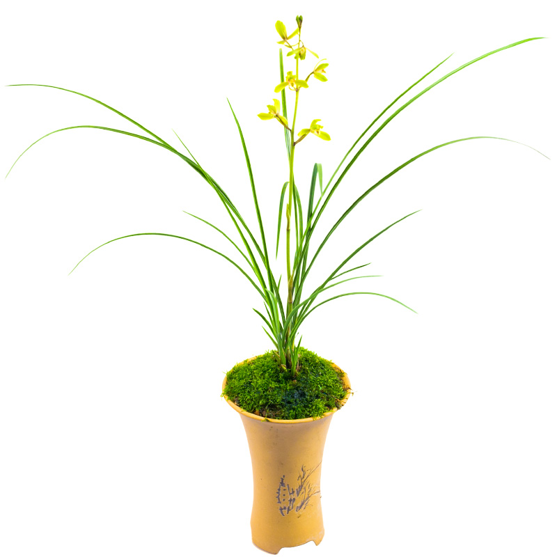 【端蕙梅】兰花惠兰名p贵盆栽花卉绿植浓香兰花苗带花苞室内细叶