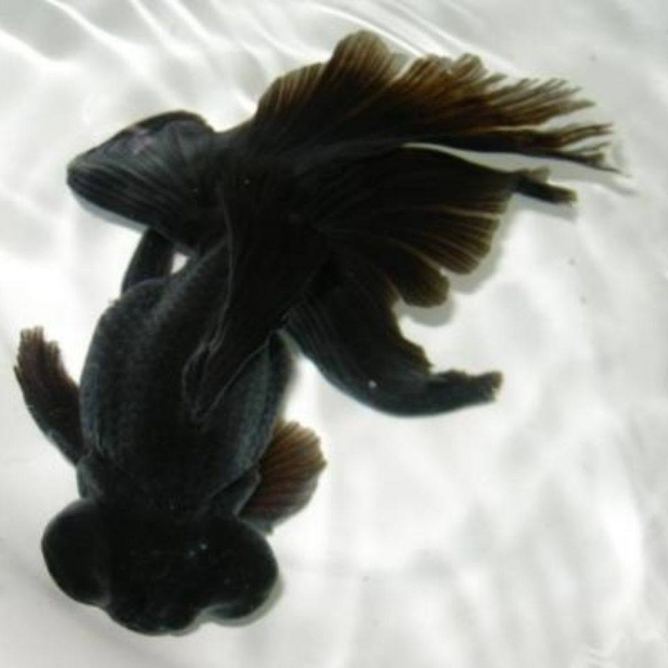 观赏鱼黑龙睛红龙睛冷水鱼v好养耐活小金鱼鱼苗金鱼蝶尾龙睛包邮