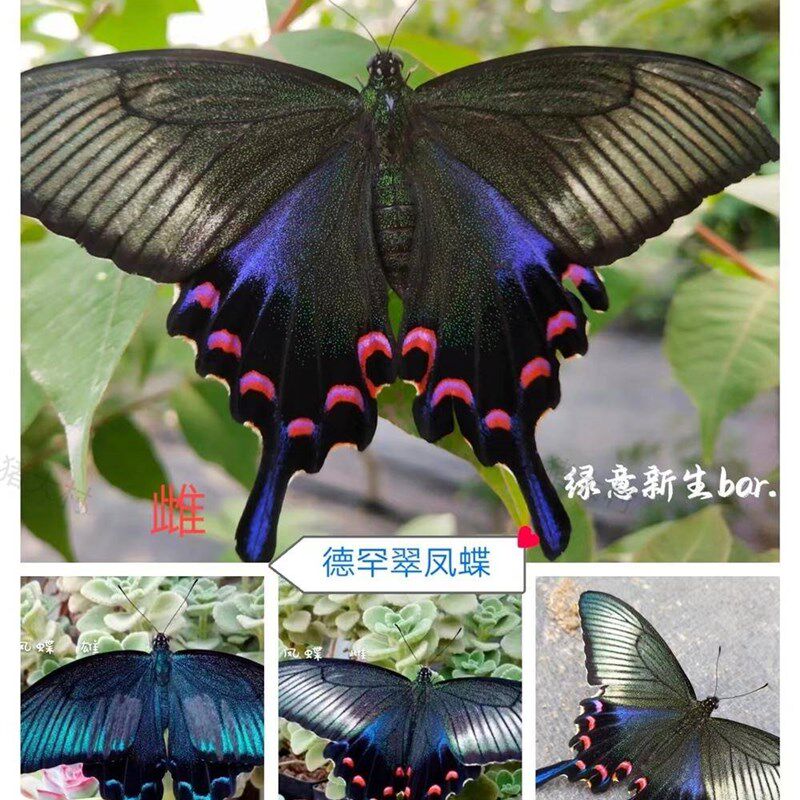 蝴蝶蛹可孵化茧多品种无毒儿童饲养宠物昆虫观察盒认主家养不怕人