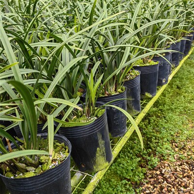 兰花苗建兰富山奇蝶兰花老种大苗特浓香客厅阳台庭院绿植花卉好养