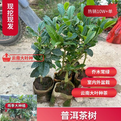 【茶树盆景】室内外种植盆景茶叶苗普洱茶苗叶片大冰岛茶苗