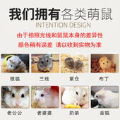 买小仓鼠笼子送仓鼠活物好家养 奶茶布丁银狐活体已打疫苗不咬人