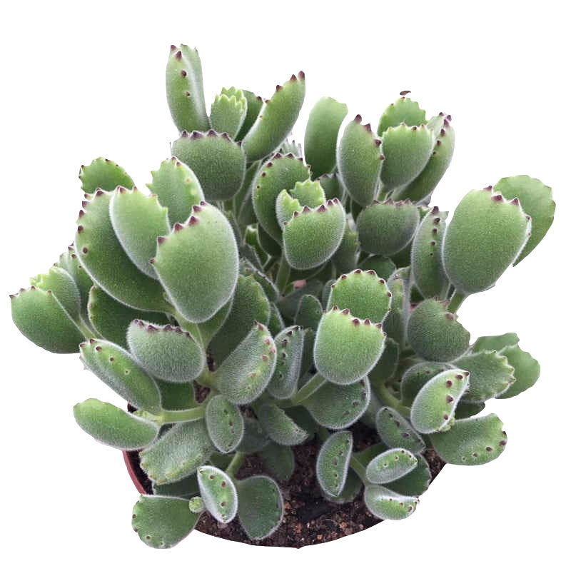 多肉植物老桩庄肉多多夏季特超大株稀品种熊童子清棚熊掌精品好养