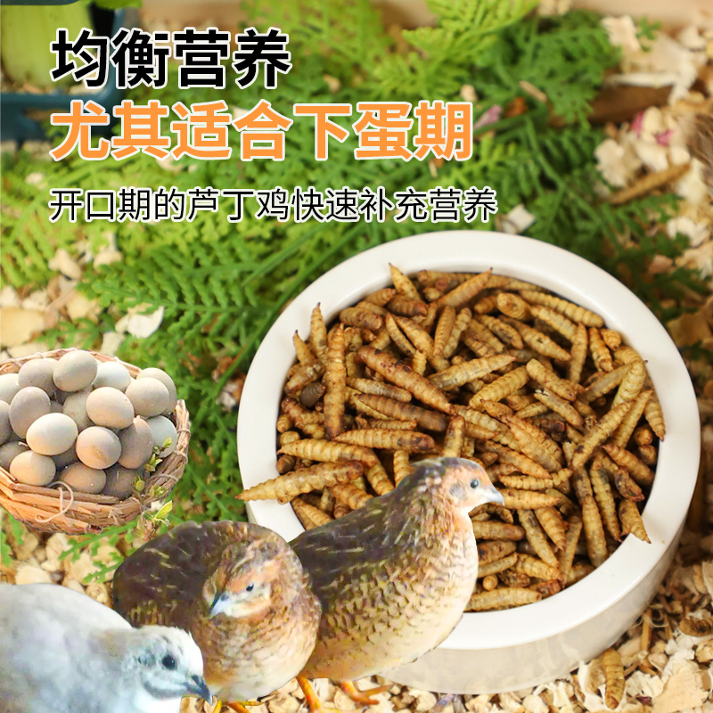 推荐芦丁鸡零食仓鼠乌龟鸟鸡鸭荷兰猪零食虻虫干黄粉虫面包虫粮食