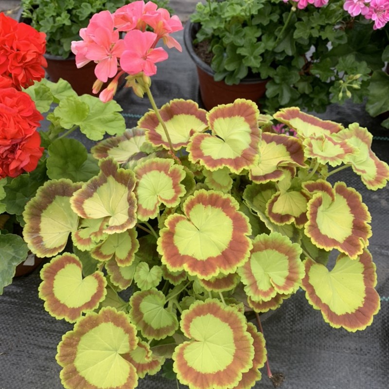 直立天竺葵花苗重瓣四季大山宫白鼠银边日碗857多年生大苗1盆包邮