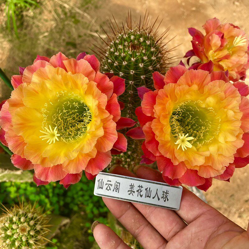 毛花柱 大满贯 仙云阁美花仙人球黄金妞彩草丽花仙人掌阳台庭院