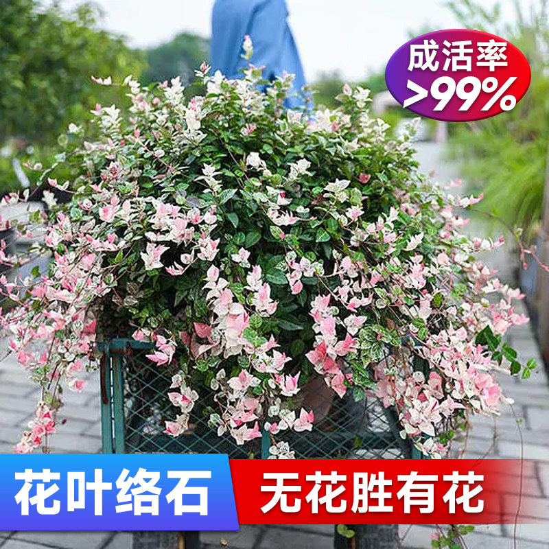 花叶络石盆栽苗彩叶络石吊兰四季垂吊耐热耐N寒阳台庭院绿植物花