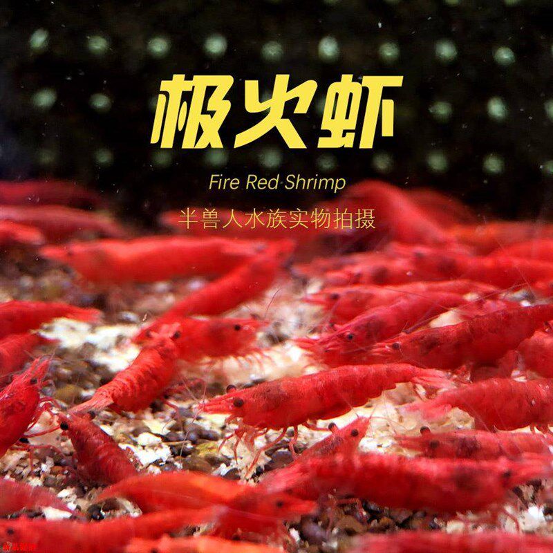 鱼缸清理虾 极火虾公母混捞可繁殖淡水观赏虾集火非烤漆除藻