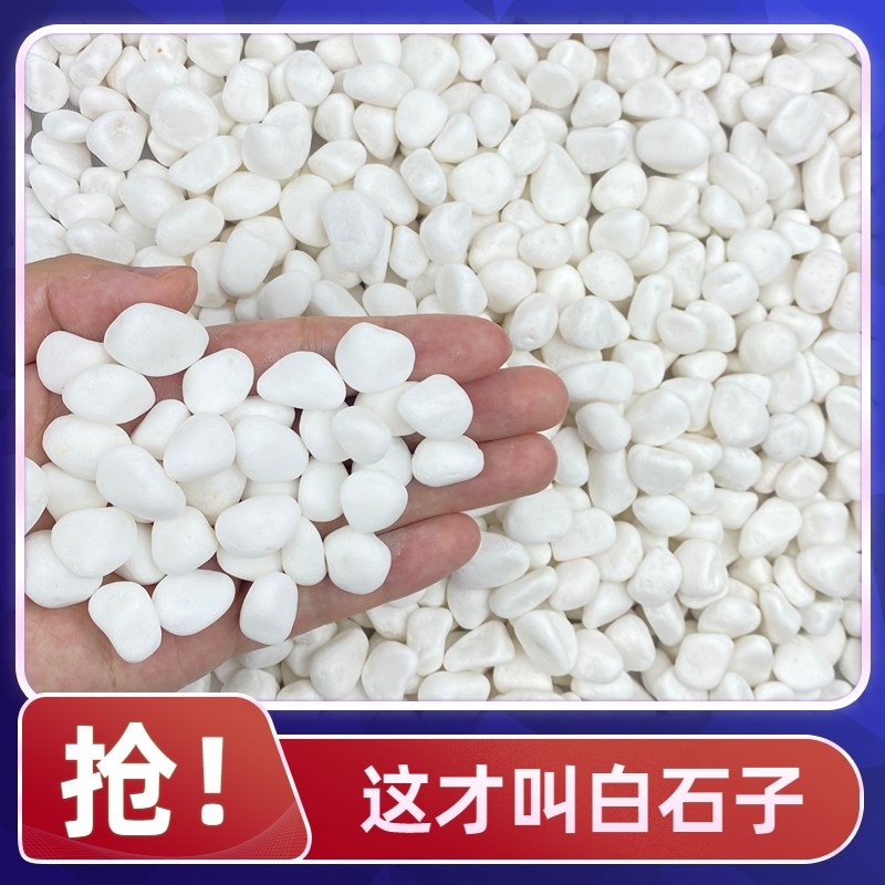 50斤白色石子石头大鹅卵石庭院铺路铺地小白石头园林枯山水白石子