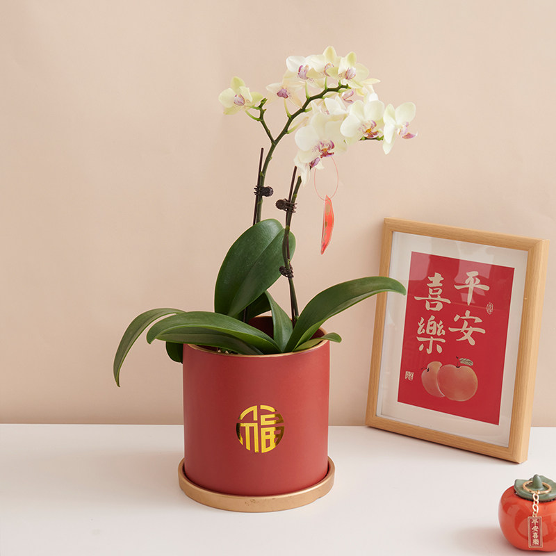 现货网红花盆红色福字小花盆陶瓷轻E奢高端兰花盆栽蝴蝶兰小盆专