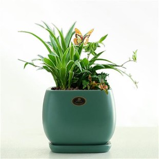 新款 托盘创意桌面吊兰绿萝白掌绿植盆 北欧风四方陶瓷花盆带分离式