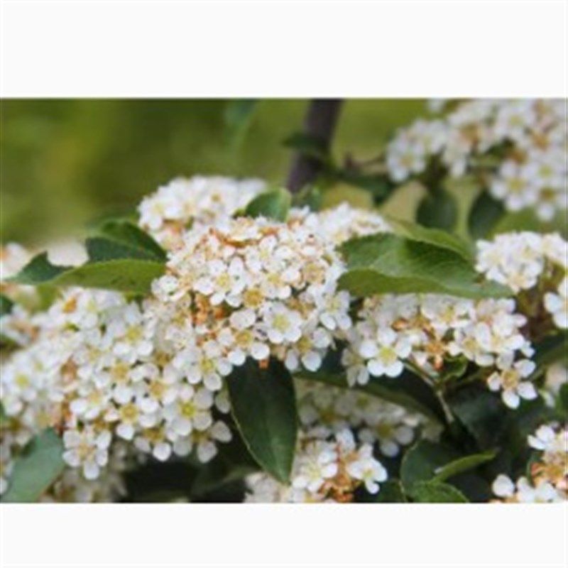 毛叶石楠:镰柄 盆栽木本植物大灌木乔木庭院绿植花卉园艺树苗,鲜花速递/花卉仿真/绿植园艺,绣球/木绣球/木本植物,淘宝优惠券,粉丝福利购,淘宝优惠卷