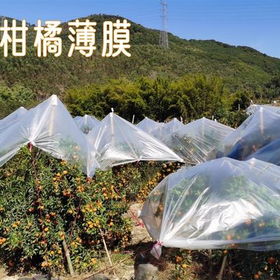 盖果树膜柑橘防寒专m用塑料薄膜保温膜砂糖橘保暖膜沙金桔透明农