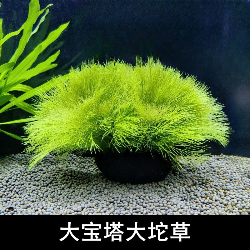 小众高货大宝塔水草水下叶草缸鱼缸造景生长快易成景后景阴性无需