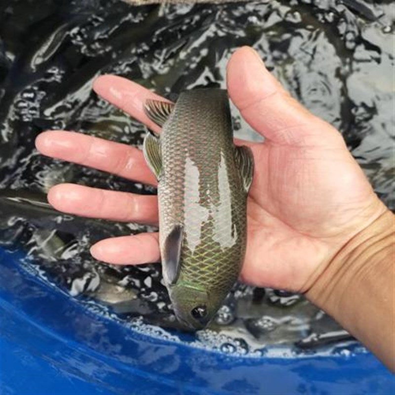 速发青龙棒鱼苗川华鲮油棒子鱼沉香鱼淡水鱼原生溪流鱼可观赏鱼可