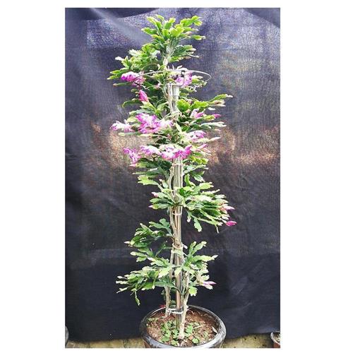 速发叶仙木麒麟嫁接蟹爪兰u仙人球仙人指假昙花万能砧木云南清禾
