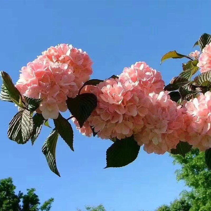 粉色玫瑰达人木绣球大花斗球别墅庭院地栽木本绣球花树苗盆栽麻球,鲜花速递/花卉仿真/绿植园艺,绣球/木绣球/木本植物,淘宝优惠券,粉丝福利购,淘宝优惠卷