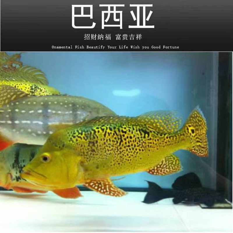 速发巴西亚鱼苗活体三间鱼五间热带观赏鱼起头巴西亚大型银龙包邮