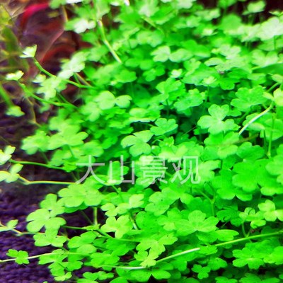 新品ADA迷你天胡荽天湖葵自养水下叶鱼缸造景中前景水草淡水植物