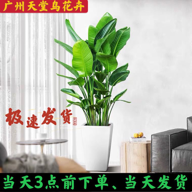 天堂鸟绿b植盆栽客厅真花好养室内北欧大型植物鹤望兰办公室除甲