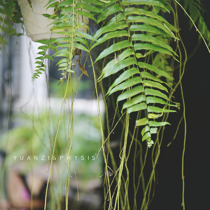 physis 长叶肾蕨 威武蕨 大型蕨类垂挂北欧风泰国进口绿植盆栽