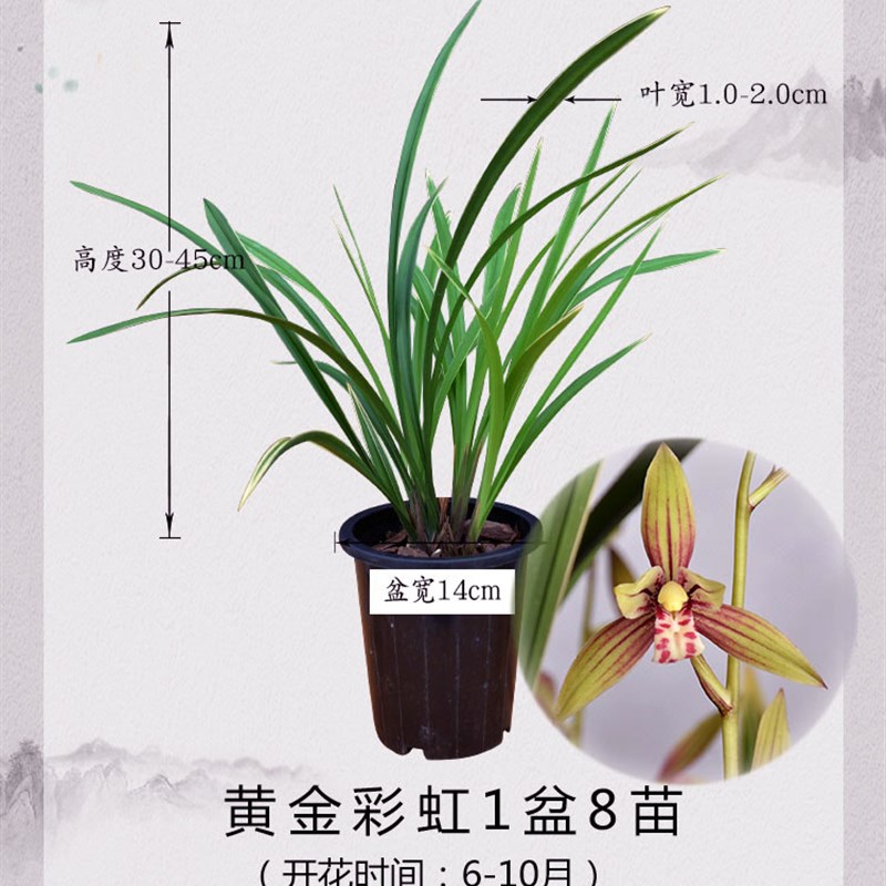 浓香兰彩建兰四季兰n开花神器金边黄金花虹带花苞金荷小红桃花