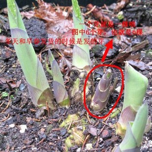 玉簪花苗别墅庭院地被植物宿根花卉易种植耐寒花叶玉簪苗