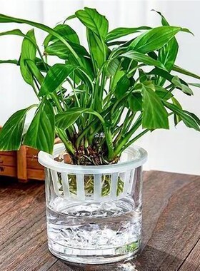 郁金香水培容器种球器皿花盆玻璃瓶透明水养花P瓶客厅摆件植物盆