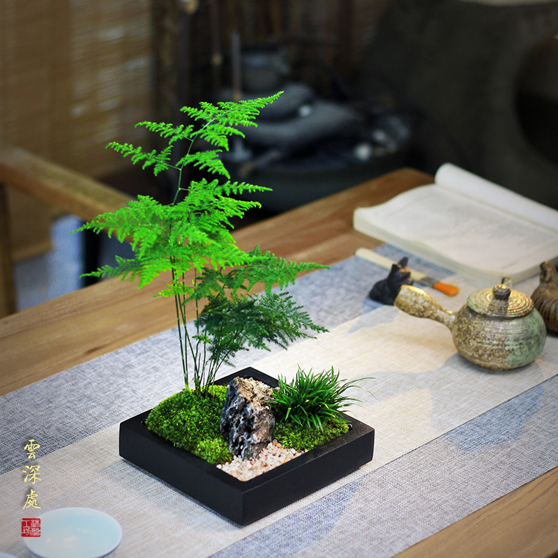 文竹盆栽造型室内办公室茶台桌面苔藓摆件日式中式竹子Y小盆景植