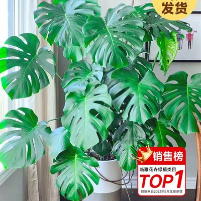 大叶龟背竹客厅大盆栽老桩植物室内大型绿植落地大花盆水培好养活