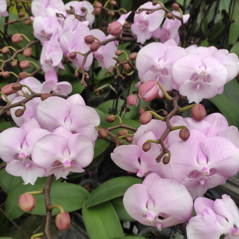 精品蝴蝶兰大舌头~大吉大利t~粉色浪漫~星月~g2000室内盆栽花卉