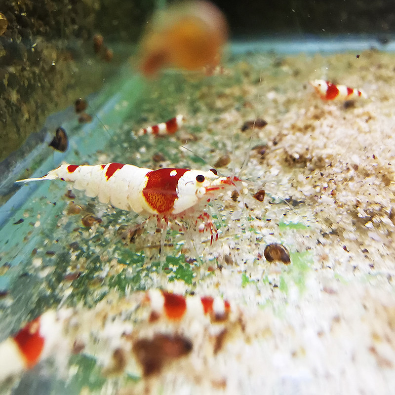 观赏虾鲜活水晶j除藻热带淡水虾工具宠物繁殖组红黑白吃藻小虾活