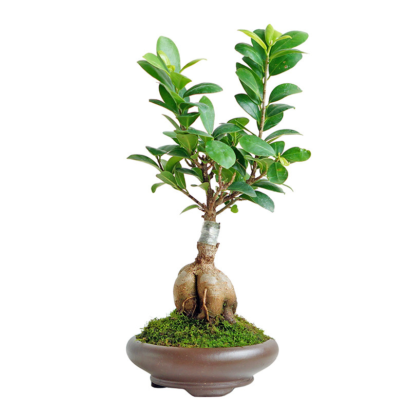 造型人参榕小叶榕树盆景茶桌常青好养树桩盆景室内办公室桌面绿植