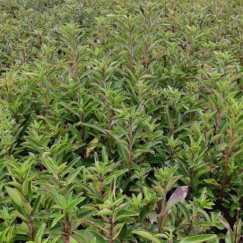 法青法国冬青苗围墙树苗冬青树苗珊瑚树苗做篱笆围墙户外绿化苗木