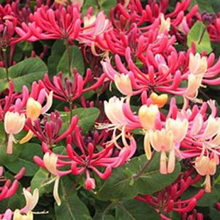 新品室外绿植耐寒耐热冬天抗寒耐冻花卉户外抗冻耐旱耐高温耐不怕