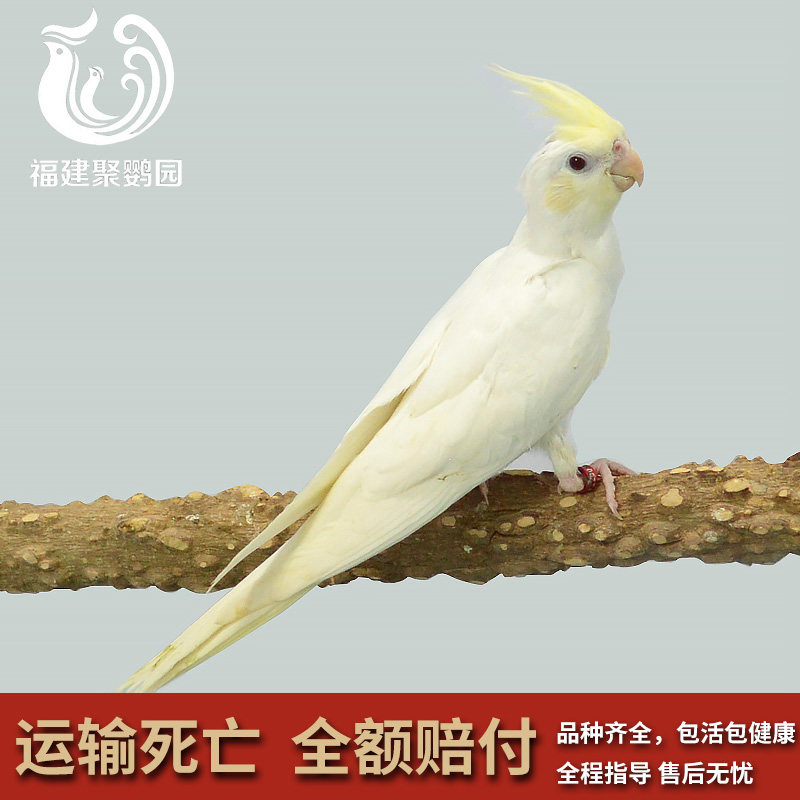 新品宠物温顺机灵活体亲人小萌手a养鸟成年中小型白脸玄凤鹦鹉观