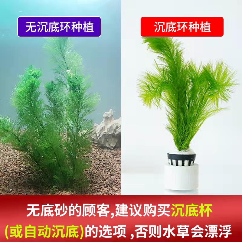 速发鱼缸水草植物真草造景套餐阴性活体蜈蚣绿菊水榕沉木淡水增氧