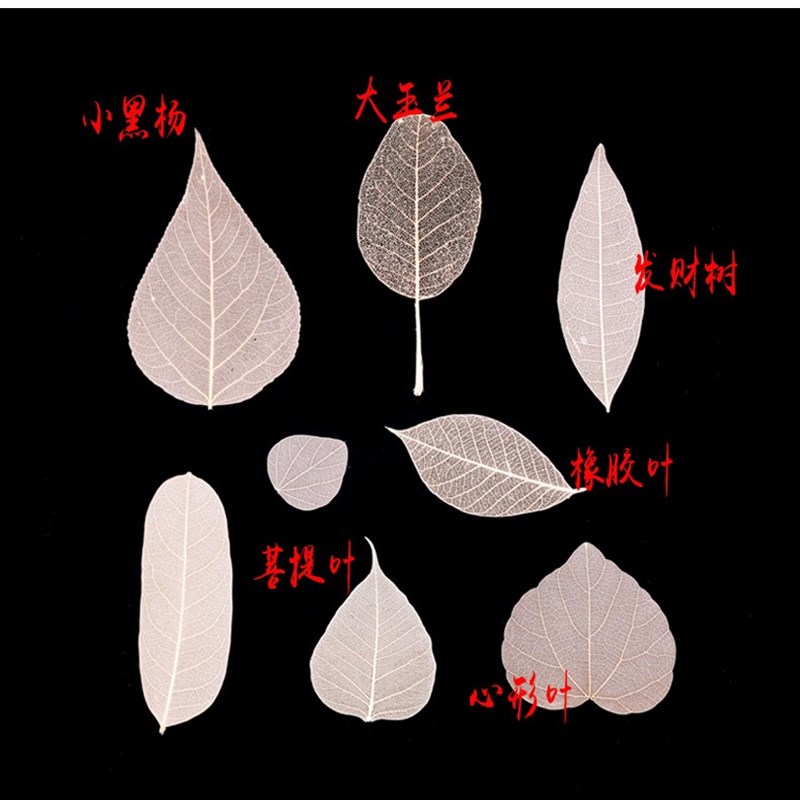 极速天然树叶标本玉兰叶脉树叶书签diy材料包手工自制叶脉乾燥花