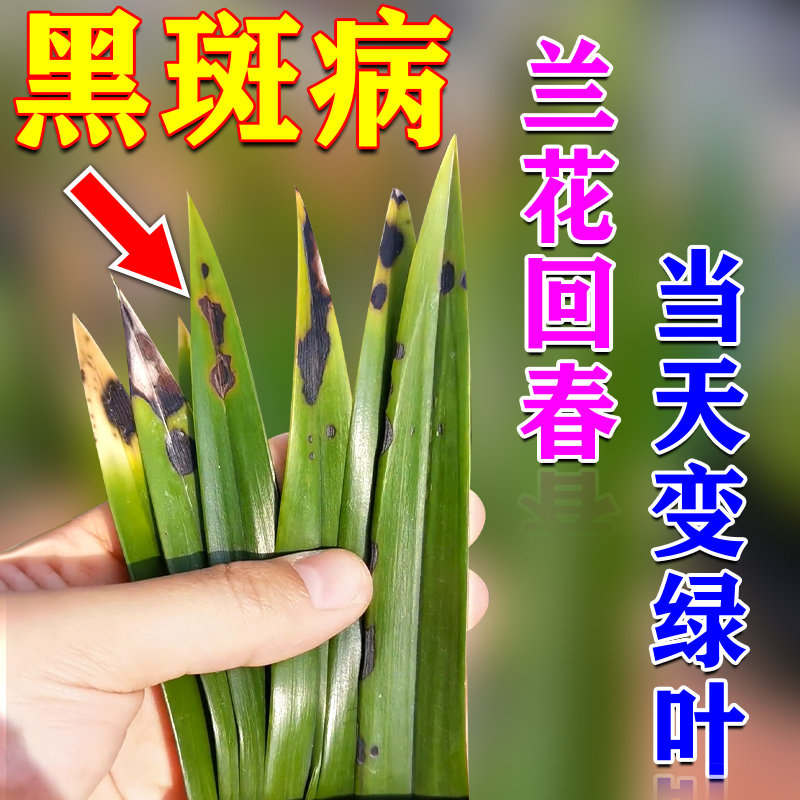 兰花黑斑病专f用药肥料专用肥治黄叶烂根杀菌药枯叶病建兰系列植
