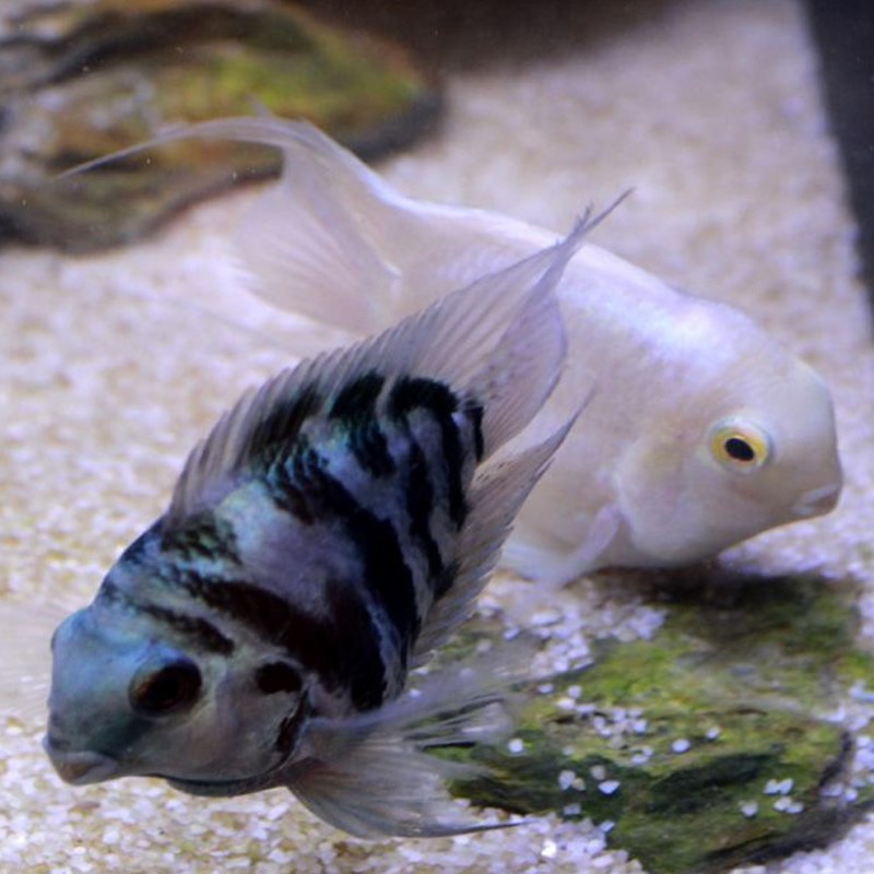迷你鹦鹉鱼成鱼宝蓝公鱼母鱼白金一对种鱼胭n脂粉种公种母繁殖组